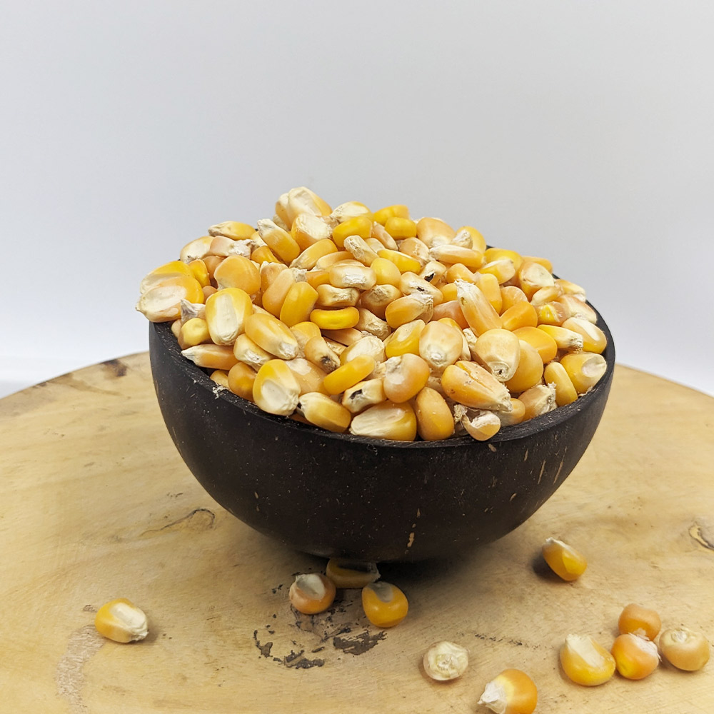 Maize / Makka Cholam Corn